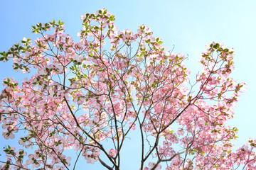 ハナミズキの花