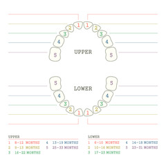 vector dental ilustration, tooth chart,  