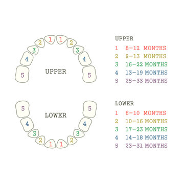 vector dental ilustration, tooth chart, teeth  