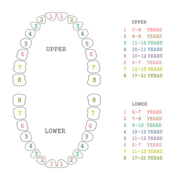 vector dental ilustration, tooth chart,  teeth  