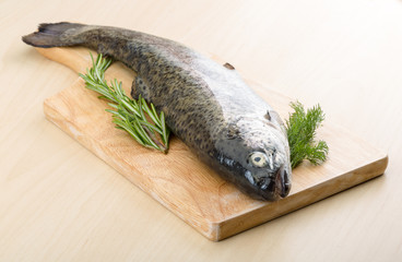 Raw fresh trout