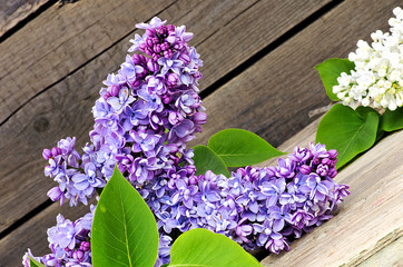 Blossoming blue lilac