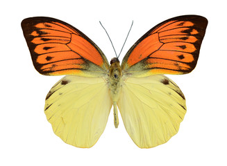 Fototapeta na wymiar Butterfly red yellow.