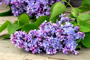 Peel and stick wall murals Lilac Blossoming blue lilac