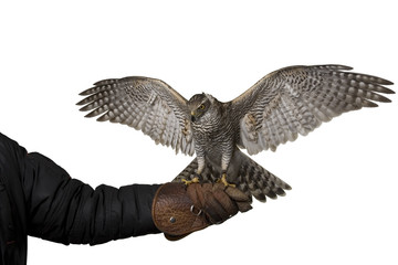 hawk isolated spreading wings © night_cat