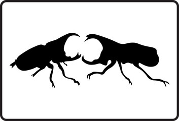 Male Rhinoceros Beetle