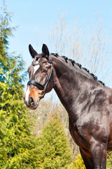 Purebred braided horse portrait. Multicolored summertime outdoor