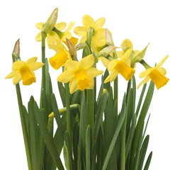 Poster Beautiful fresh narcissus flowers, isolated on white background  © ulkan