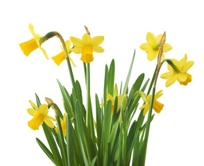 Beautiful fresh narcissus flowers, isolated on white background  © ulkan