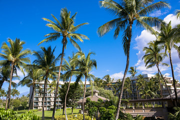 Fototapeta na wymiar ハワイ島のワイコロアのヤシの木