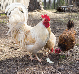 The cock and hen on a traditional  free range poultry farm