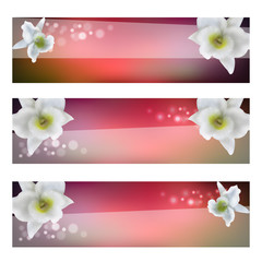 flower header with blossom orchid