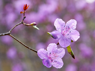 Closeup shot of Rhododendron dauricum flowers © Serg Zastavkin