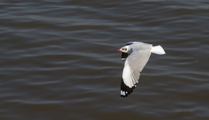 seagul
