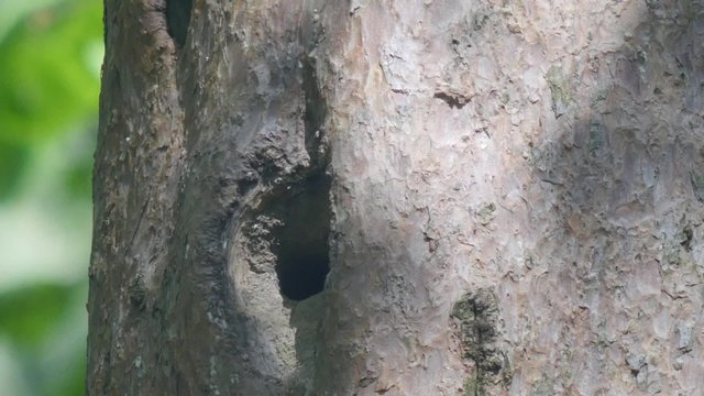 bird nuthatch (sitta europaea)