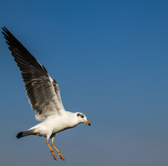 Obraz premium seagul landing