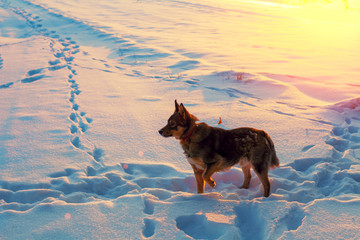 Dog walking on a snowy field at sunset