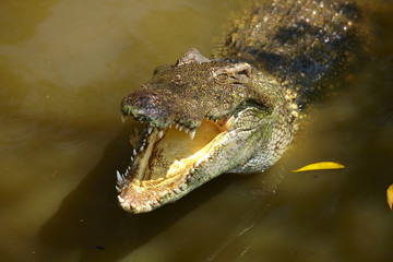 Crocodile