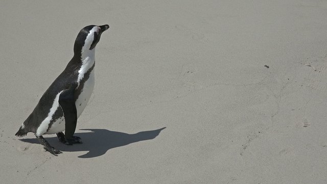 Penguins (at Boulders Beach (Simonstown), South Africa)
