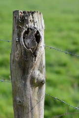 Alter Zaunpfahl in der Eifel