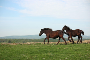 Fototapeta na wymiar two horses running on field