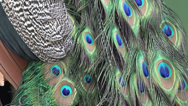 feathers of the peacock in the nature