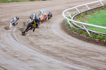 Greyhound dogs racing