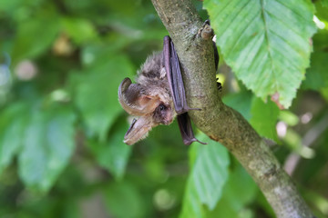 Bat on a tree