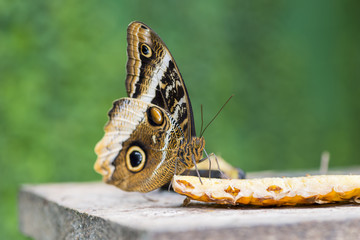 morpho butterfly, morpho peleides
