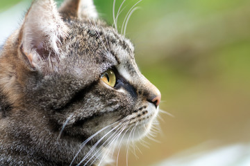 Naklejka premium tabby cat head profile, close up with copy space