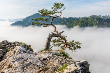 Obraz premium Sokolica Peak in Pieniny, Poland