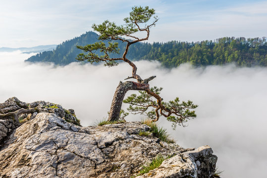 Fototapeta Sokolica Peak in Pieniny, Poland