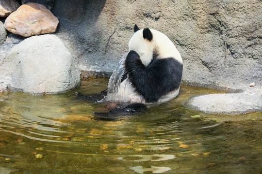 Fototapeta Giant panda sitting in water