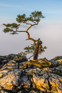 Fototapeta Sokolica Peak in Pieniny, Poland