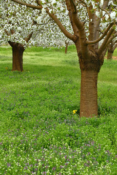 Spring cherry blossom trees in green field