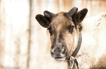 Young Reindeer