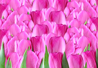 Fototapeta premium Collage with pink tulips