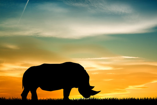 Rhino At Sunset