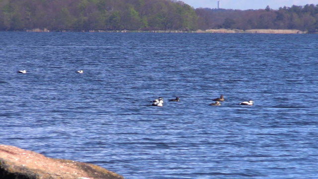 Common eider (Somateria mollissima)