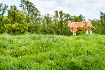 Brown cow standing on a dike