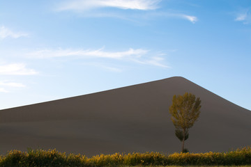 Sand dune, tree, and grass in sunset time