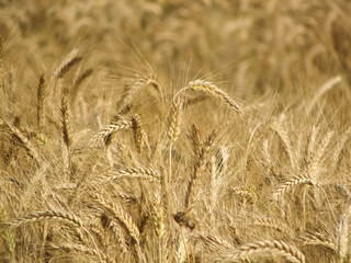 Beautiful Gold wheat field -  background
