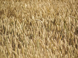 Beautiful Gold wheat field -  background