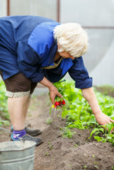 Adult woman harvests in the greenhouse