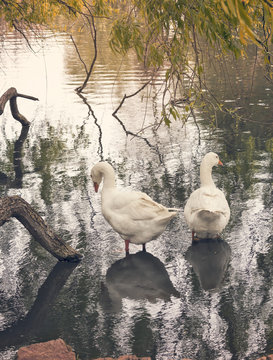 Pareja de patos en el lago