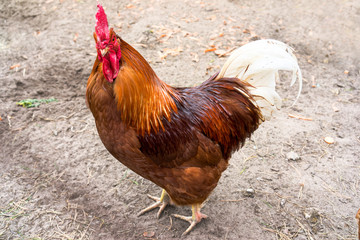 Close up of beautiful red rooster (Gallus gallus)