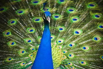 Fototapeta premium Portrait of beautiful peacock with feathers out