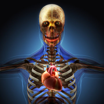 The human body by X-rays on blue background.