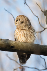 Barred owl in a tree