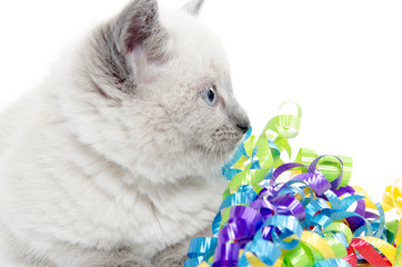Cute kitten with ribbons